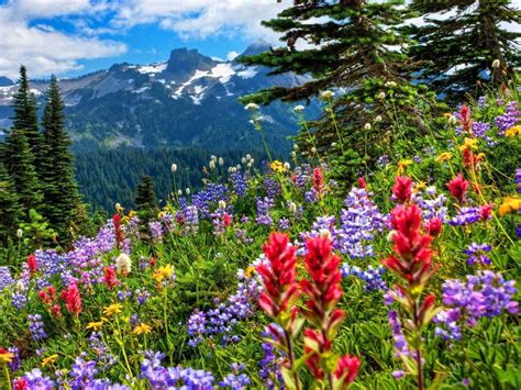 31,122 Mountain Wild Flowers Premium High Res Photos - Getty Images