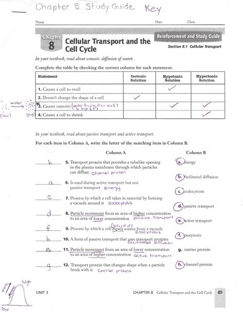 31 Chapter 7 A View Of The Cell Worksheet Answers Worksheet Resource
