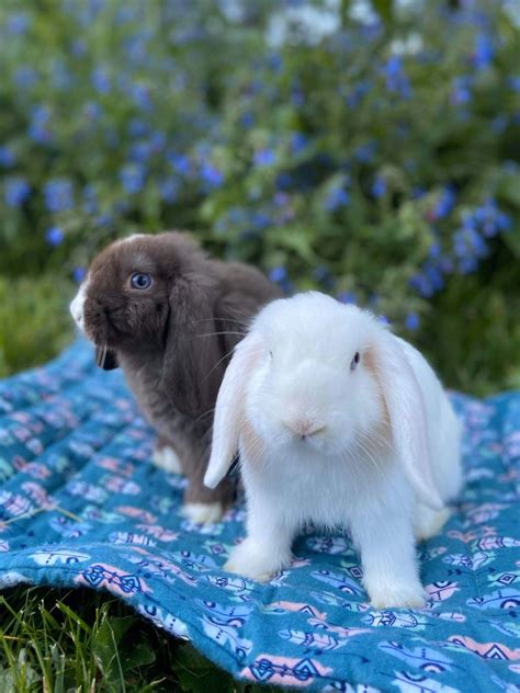 31 Mini Lop Rabbits in Portland, Oregon