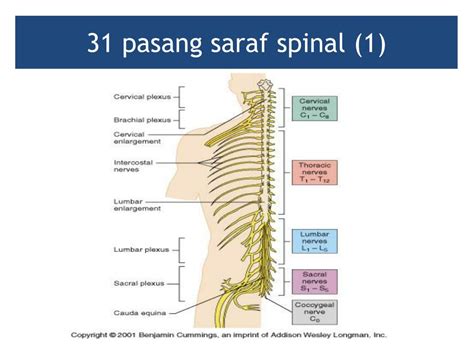31 saraf spinal
