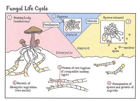 31.2: Fungal Forms, Nutrition, and Reproduction - Biology …