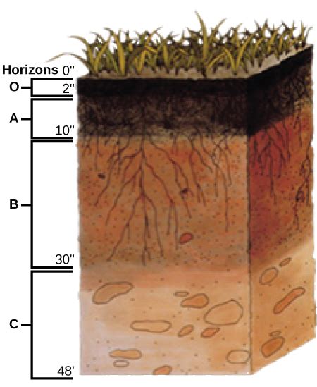 31.2C: Physical Properties of Soil - Biology LibreTexts - wintechmobiles.com