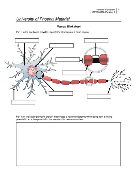 311 The Neuron Answer Key Pdf