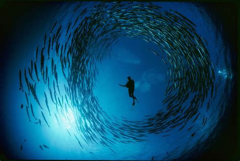 32 Astonishing Pictures From Underwater Photographer David Doubilet - raincitystudios.com