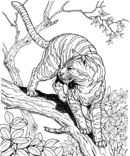 32 Free Tiger Coloring Pages Printable