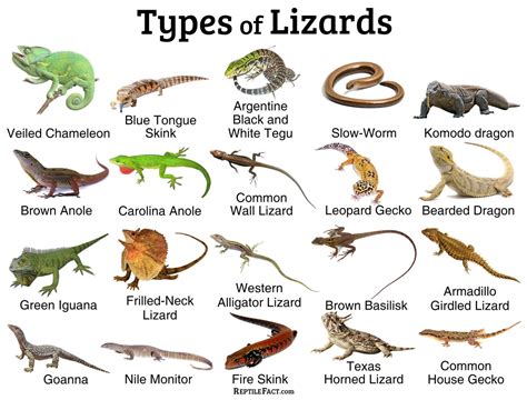 32 Types Of Lizards That Live In North America • The …