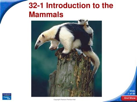 32-1 Introduction to the Mammals Flashcards Quizlet