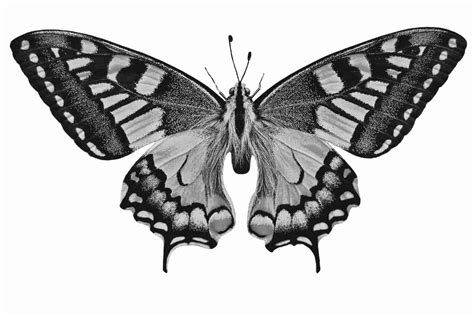 325,591 Butterfly Drawing Images, Stock Photos