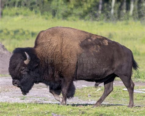 327 Bison Side View Stock Photos and Images - 123RF