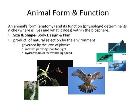 33 1 Animal Form And Function Biology Openstax Animal Symmetry Worksheet - Animal Symmetry Worksheet