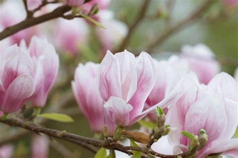 33 Magnolia Flower Varieties, How To Grow and Care