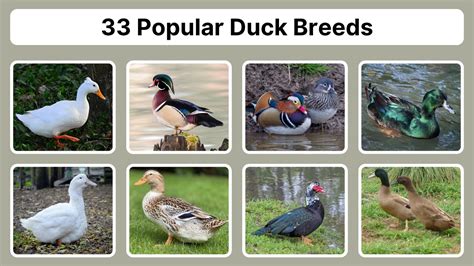 33 Popular Duck Breeds: Identification, Behavior - raincitystudios.com