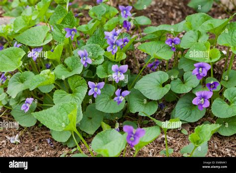 331,228 Wild Violets Images, Stock Photos & Vectors - Shutterstock