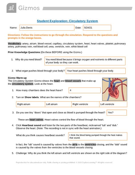 331 The Circulatory System Answers