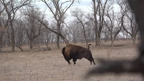 338 Lapua Buffalo Hunting Bison - YouTube