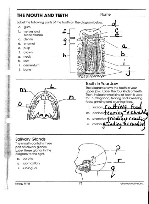34 Label A Tooth Worksheet Labels Design Ideas 2020