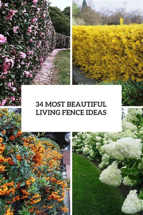 34 Most Beautiful Living Fence Ideas - Shelterness - raincitystudios.com
