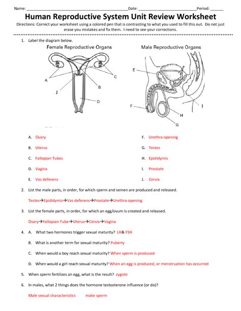 Download 343 The Reproductive System Answers 