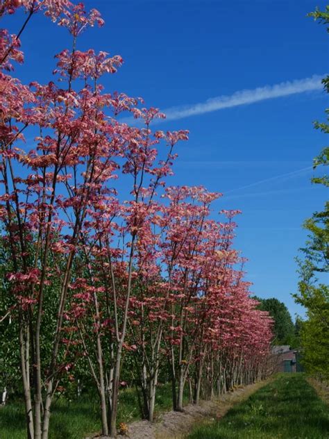 348. TOONA SINENSIS: Meliaceae - JSTOR - raincitystudios.com