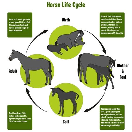 349 Horse Life Cycle Images Stock Photos Amp Life Cycle Of A Horse Diagram - Life Cycle Of A Horse Diagram
