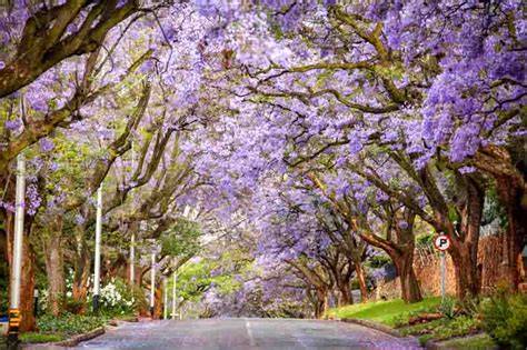 35 Best Flowering Trees for a Spectacular Garden Display - raincitystudios.com