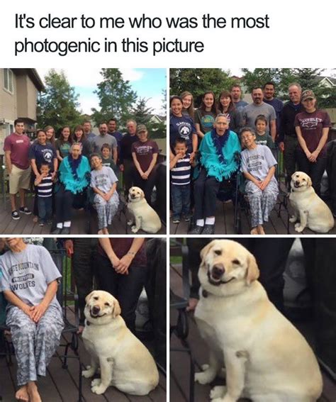 35 Of The Happiest Animal Memes To Start The Week …