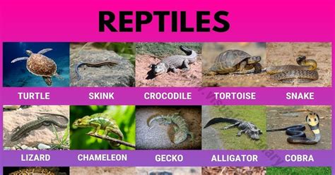 35 Best Reptiles Facts Ideas Reptiles Preschool Crafts Reptiles Kindergarten - Reptiles Kindergarten