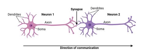 35.2 How Neurons Communicate - Biology 2e | OpenStax - muktibox.com