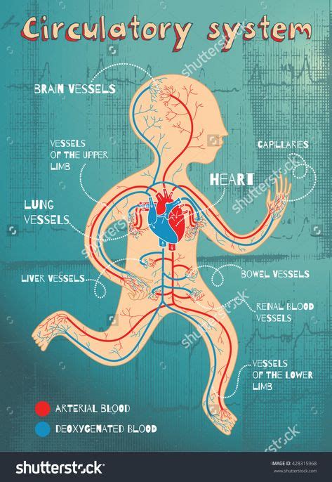 36 5th Grade Circulatory System ideas - Pinterest