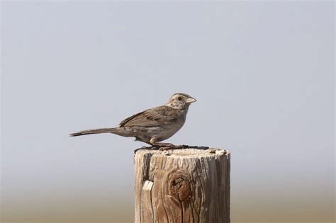 36 Species Of Sparrows In Texas (ID And Song Guide) - Bird Advisors