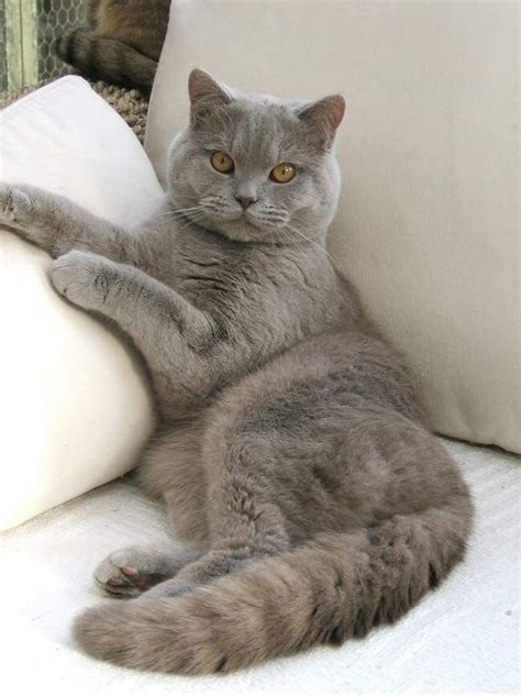 36 idee su British Shorthair gatti, gattini, animali - Pinterest