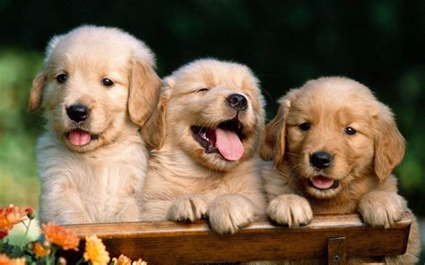 360 Dogs / Puppys Wallpaper ideas dogs, puppies, cute dogs