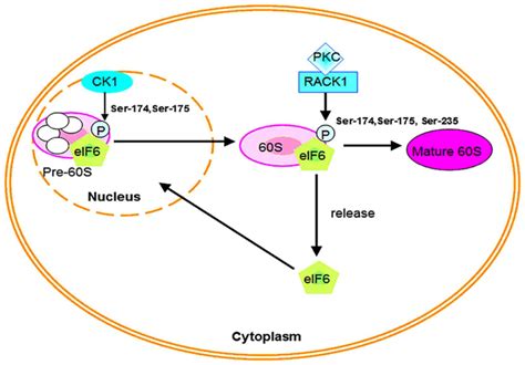 3692 - Gene ResultEIF6 eukaryotic translation initiation factor 6 ...