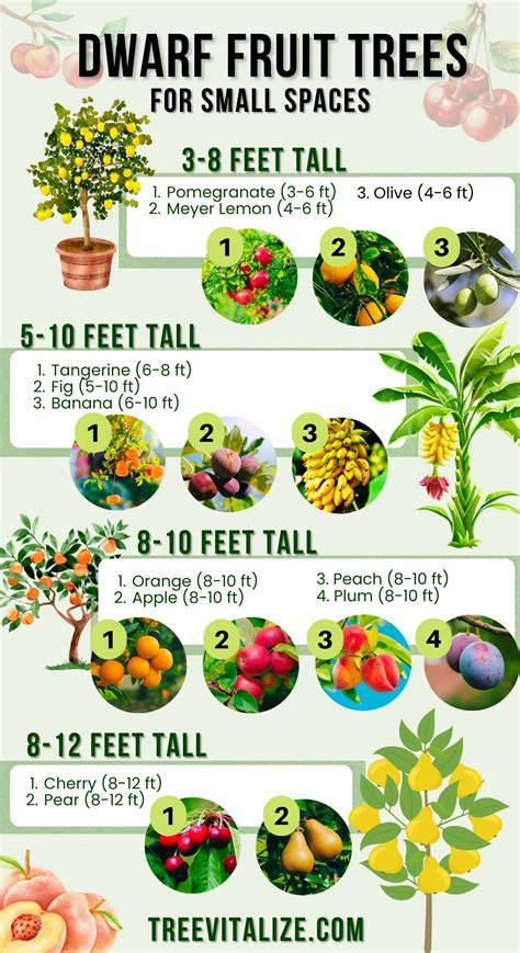 37 Dwarf Fruit Trees for Small Spaces & Container Gardens - raincitystudios.com