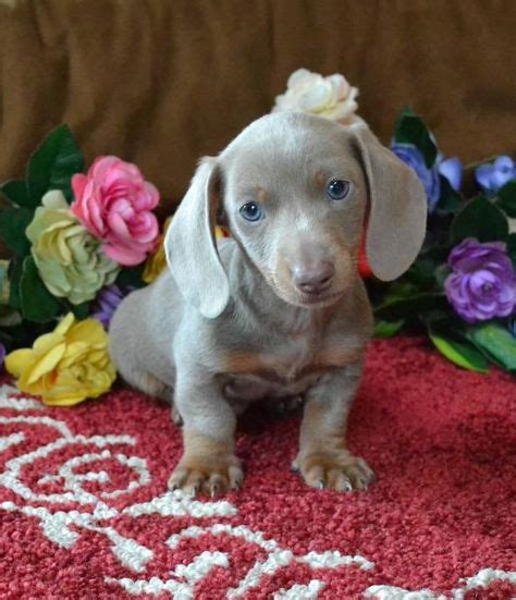 37 Miniature Dachshund Puppies For Sale Near Gray, GA