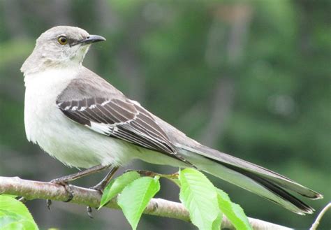 37 Most Common Birds in Arkansas 2024 (Full ID Guide!)