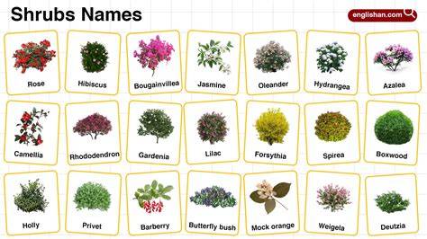 37 Types of Bushes and Shrubs For Landscaping (with … - raincitystudios.com