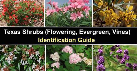 37 Texas Shrubs (Flowering, Evergreen, Vines) With …