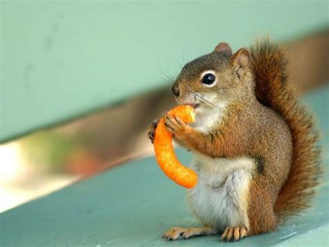 37 Things That Squirrels Like to Eat the Most – WYPestControl