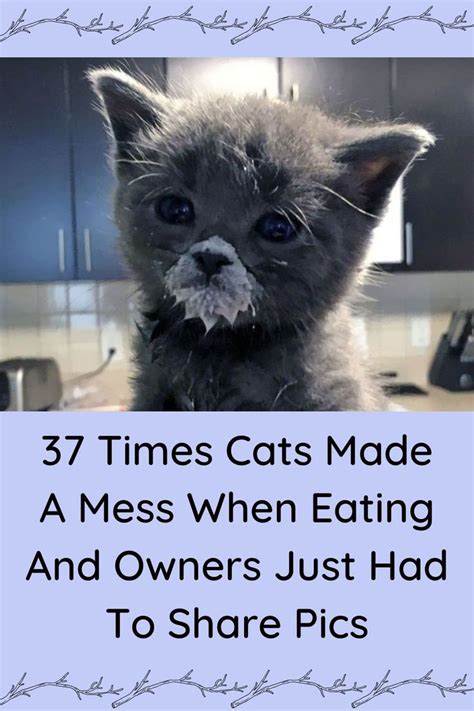 37 Times Cats Made A Mess When Eating And Owners …