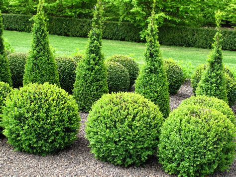 37 Types of Shrubs and Bushes For Landscaping …