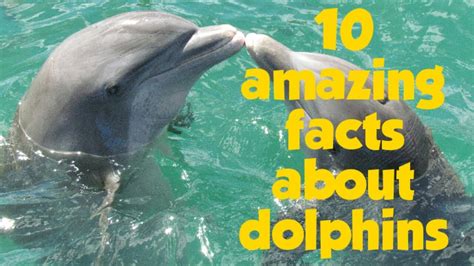 37 Amazing Facts About Dolphins Spinfold 10 Sentences About Dolphin - 10 Sentences About Dolphin