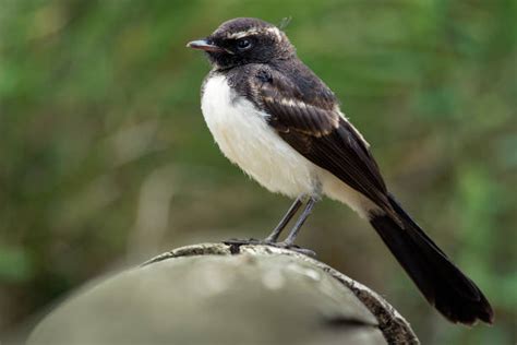 370+ Willie Wagtail Stock Photos, Pictures & Royalty-Free Images ...