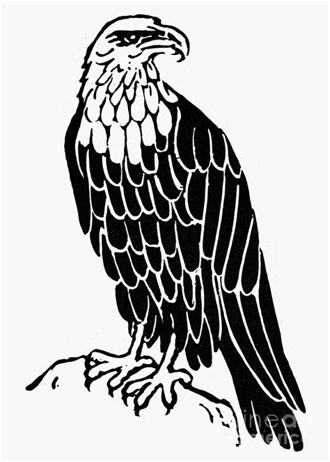 370 Bald Eagle Line Art Illustrations & Clip Art - iStock