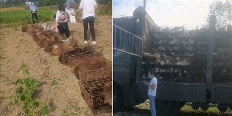 370 Dogs and Cats Died in Chinese