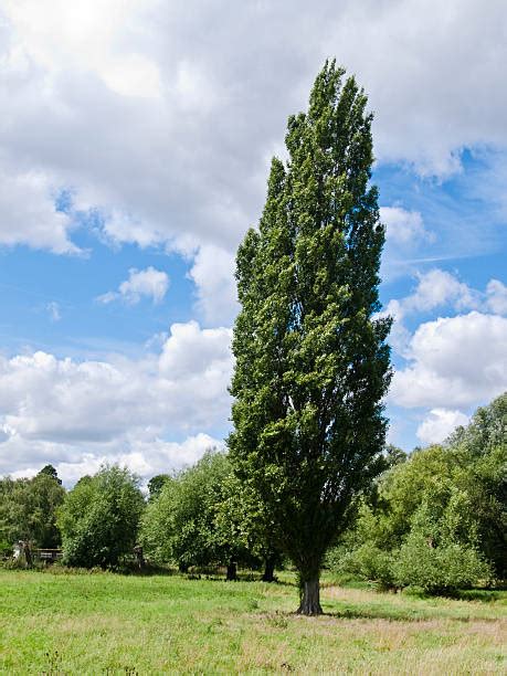 38,300+ Poplar Tree Stock Photos, Pictures & Royalty-Free Images …