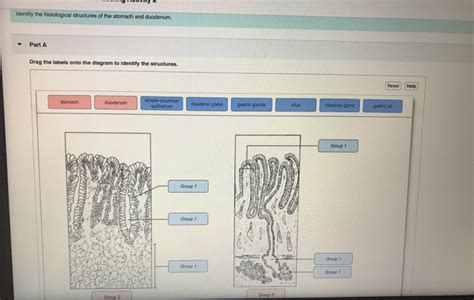 38 Histology Review Exercise Sheet Answers