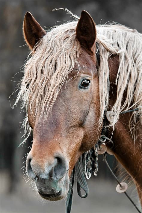 38 Prints - Color ideas horse photography, nature photography ...