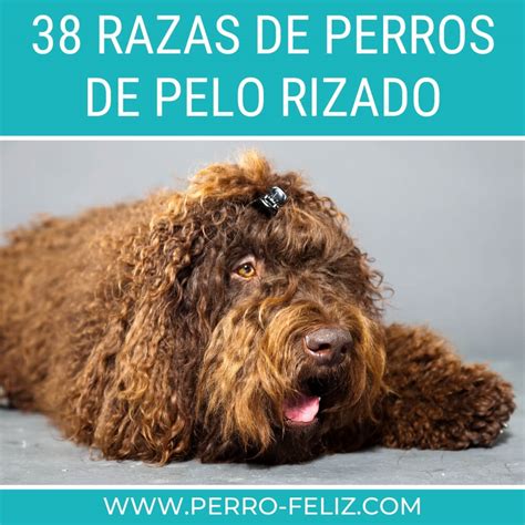 38 Razas De Perros De Pelo Rizado Con Imágenes [2024]