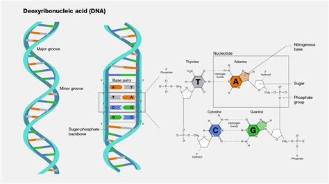 385-398 DNA Sci Lab 05 - muktibox.com